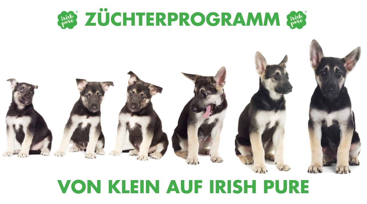 Irish Pure Züchterprogramm